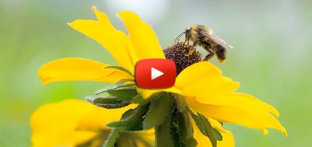 Farmers: Leaders in Pollinator Protection