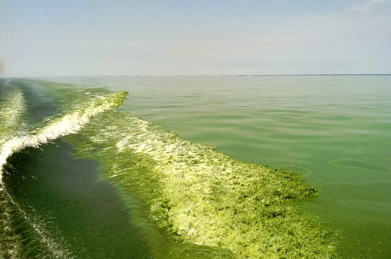 La protection de la qualité de l’eau des Grands Lacs fait partie des nombreux bénéfices découlant des projets ALUS. L’apport en phosphore est associé à la présence d’algues toxiques et nuisibles dans le lac Érié, comme en témoigne la prolifération d’algues bleu-vert, en 2010. (Photo : National Oceanic and Atmospheric Administration)