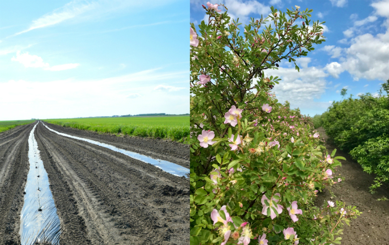 Before and After: Larry and DeLee Grant’s ALUS project was established in 2013 (left); Five years later, the trees are flourishing thanks to their excellent management and maintenance (right). (Photos: DeLee Grant)