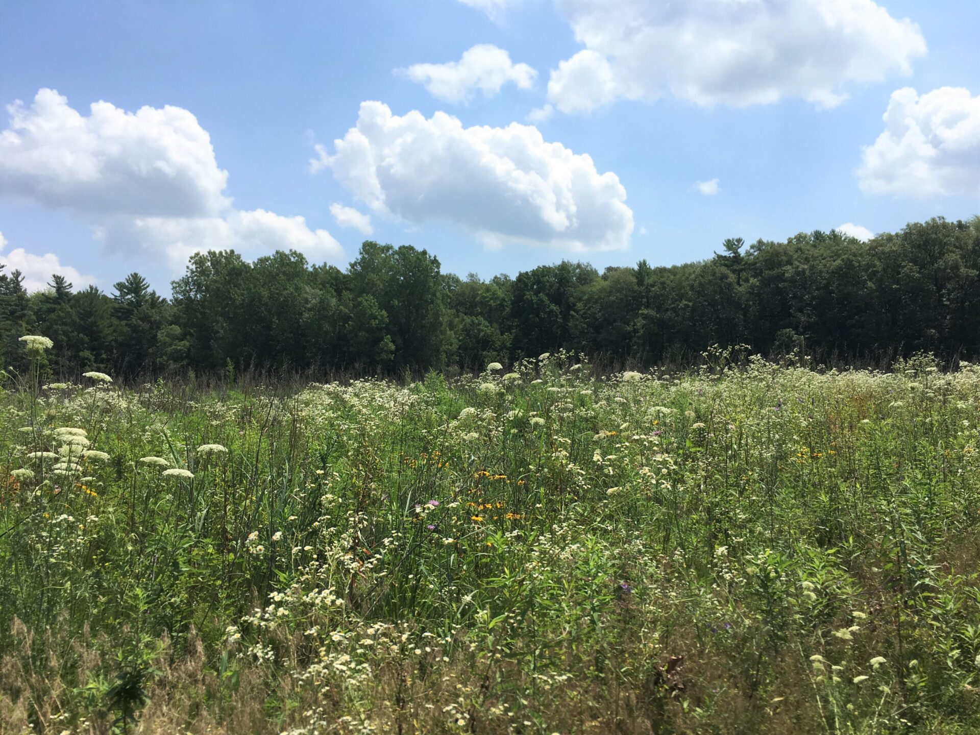 Wildflowers were planted among the Tallgrass prairie and trees.