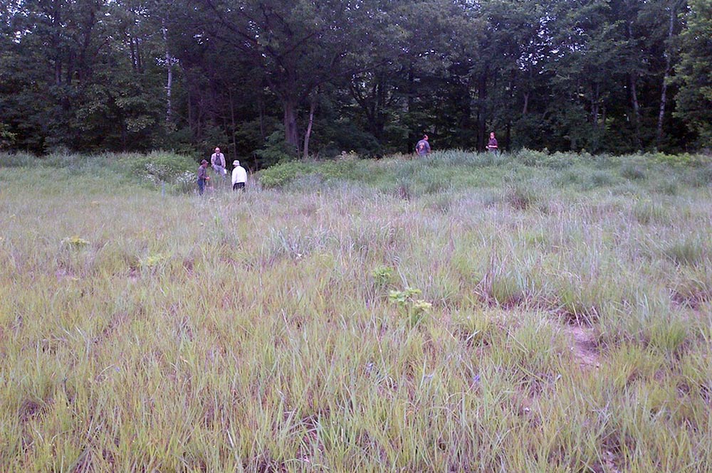 This shows the stabilized gully and thick vegetated buffer on July 3, 2013 during a tour of folks from the municipality of Chatham Kent who are interested in the ALUS concept. From left to right: Gunther Csoff (ALUS-Norfolk), Earle Johnson (Chatham Kent), Vic Knight (Chatham Kent) stand at the drop culvert outlet and emergency overflow while Rick Csoff (Joe’s son) and Denika Piggott (ALUS-Norfolk coordinator) stand at the ravine edge near the original gully that has been stabilized.