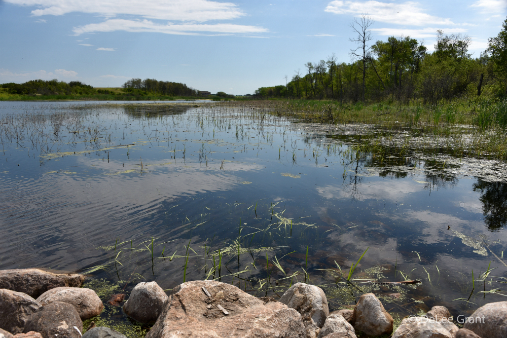 A beautiful ALUS wetland in Saskatchewan.