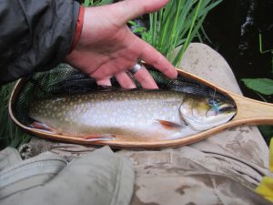 Our PEI ALUS Project Coordinator, Shawn Hill, caught (and released) this magnificent brook trout (2 lbs., 16 inches) in the Dhachaidh Farms section of the Trout River (Tyne Valley), whose waters are being kept as clean and healthy as possible by Don and Dori MacLean, with help from the PEI ALUS program and the Richmond Bay Watershed Association.