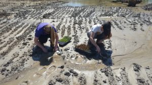 Students plant riparian zone