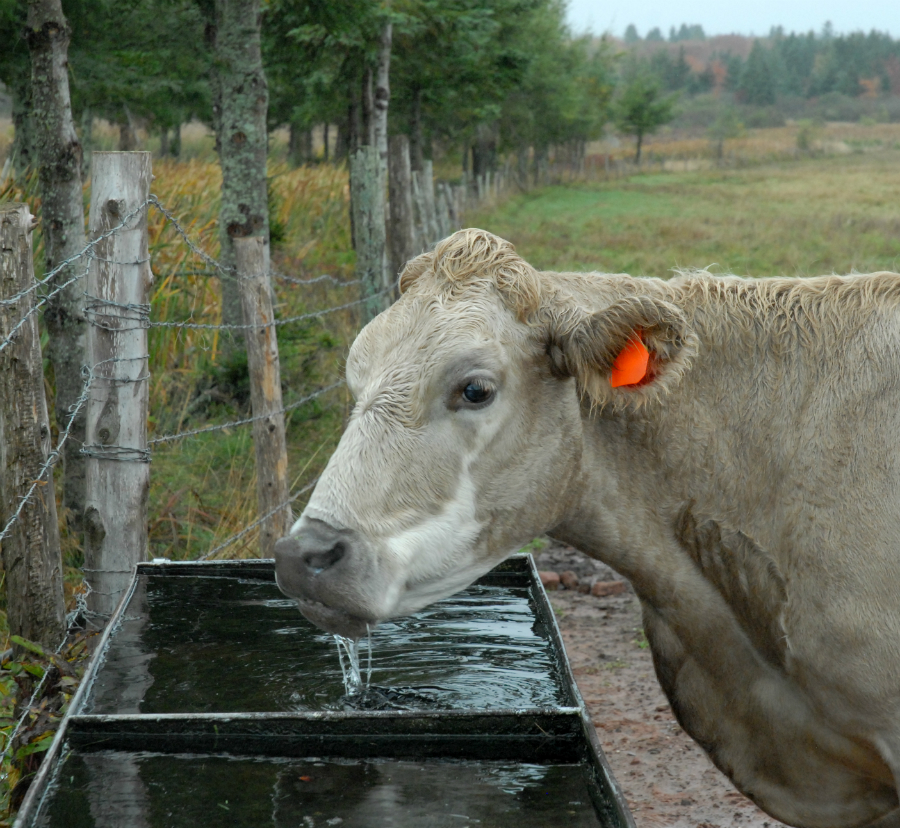 Cattle can drink their fill without fouling streams