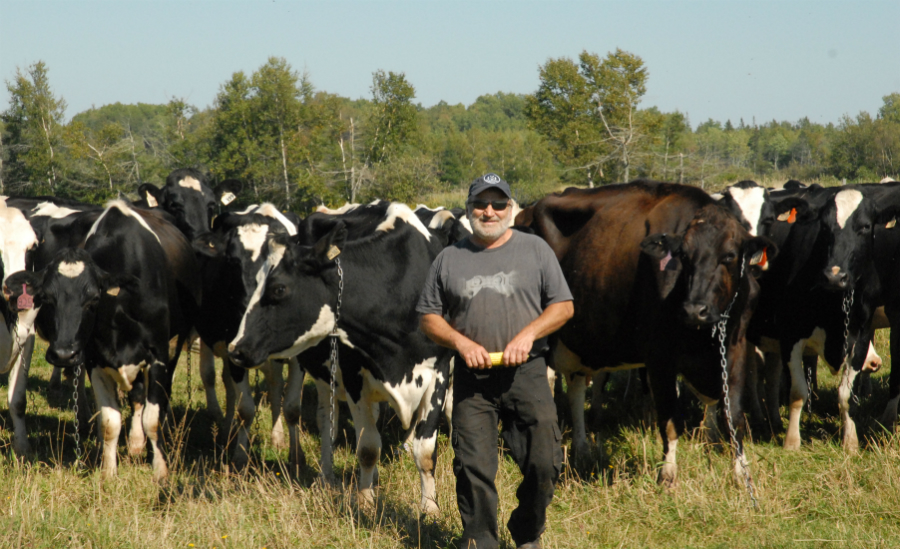 Vaches en pâturage et Johnny Gallant