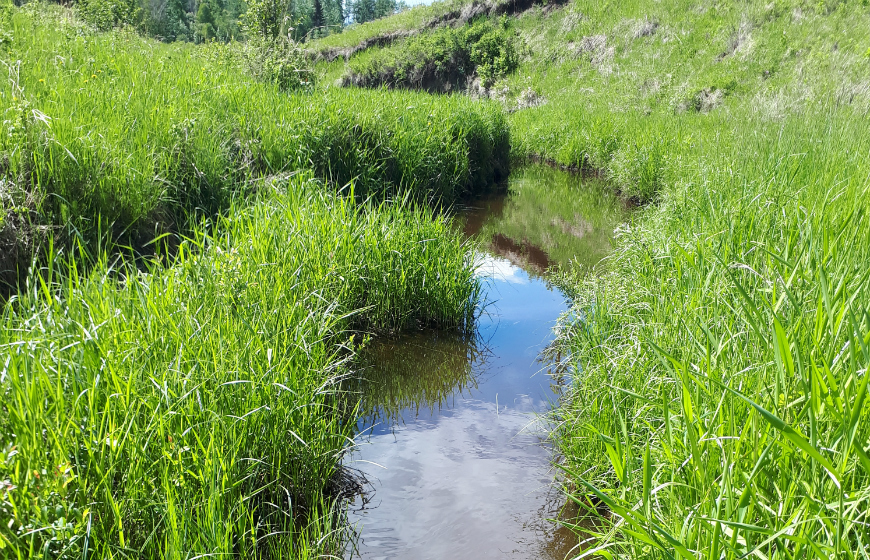 Since the Movalds implemented their ALUS project, additional sedges and grasses are beginning to fill in along the watercourse. The vegetation is helping to slow down erosion and regulate water flow.