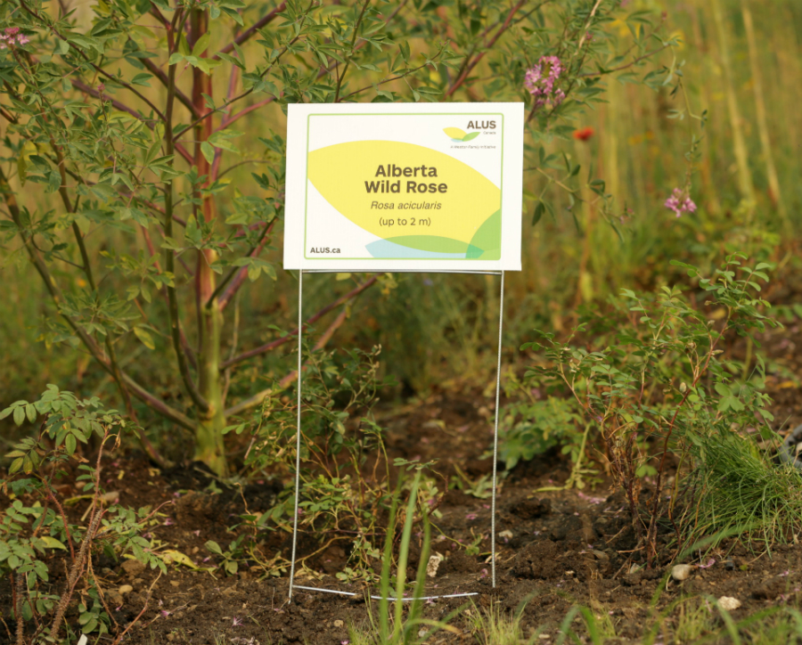 While planning the Indigenous Plant Species Biome garden, ALUS helped SAIT select plant species of importance in the production of ecosystem services with particular significance to Alberta farmers and ranchers. ALUS also contributed 12 plants of Alberta wild rose (Rosa acicularis), the provincial emblem, and 50 plugs of Sweetgrass (Hierochloe odorata) to the biome project.
