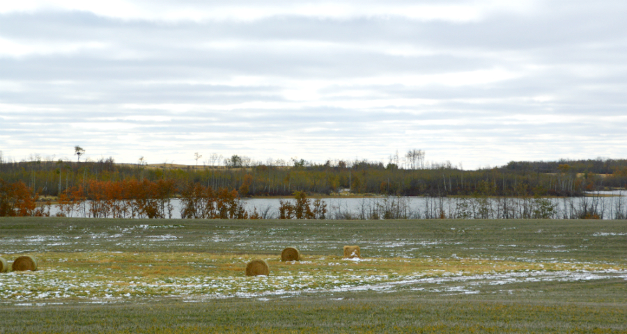 ALUS LSR participant Ryan Andreychuk transitioned this parcel of marginal farmland from traditional cropping to a permanent patch of deep-rooted forage and grass species, which are better at filtering water as it moves across the landscape toward nearby Gull Lake.