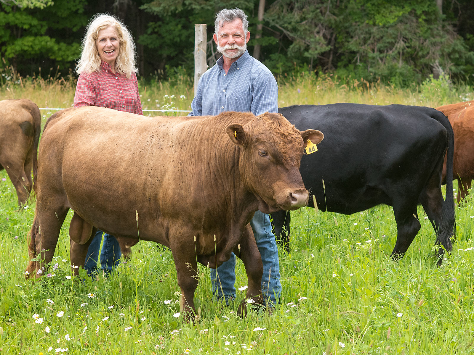 Color Of Dexter Cattle Color Of Dexter Cattle