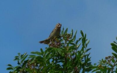 Partnership helps grassland birds in PEI