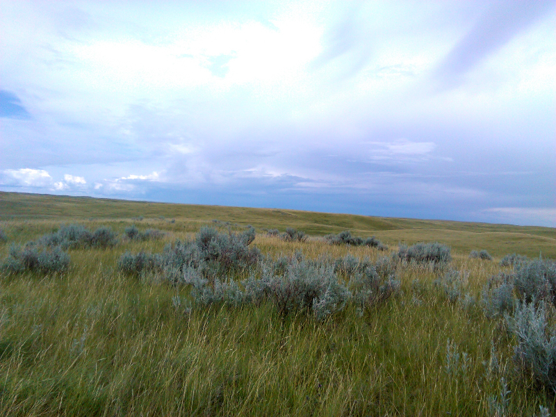 Native Prairie landscape