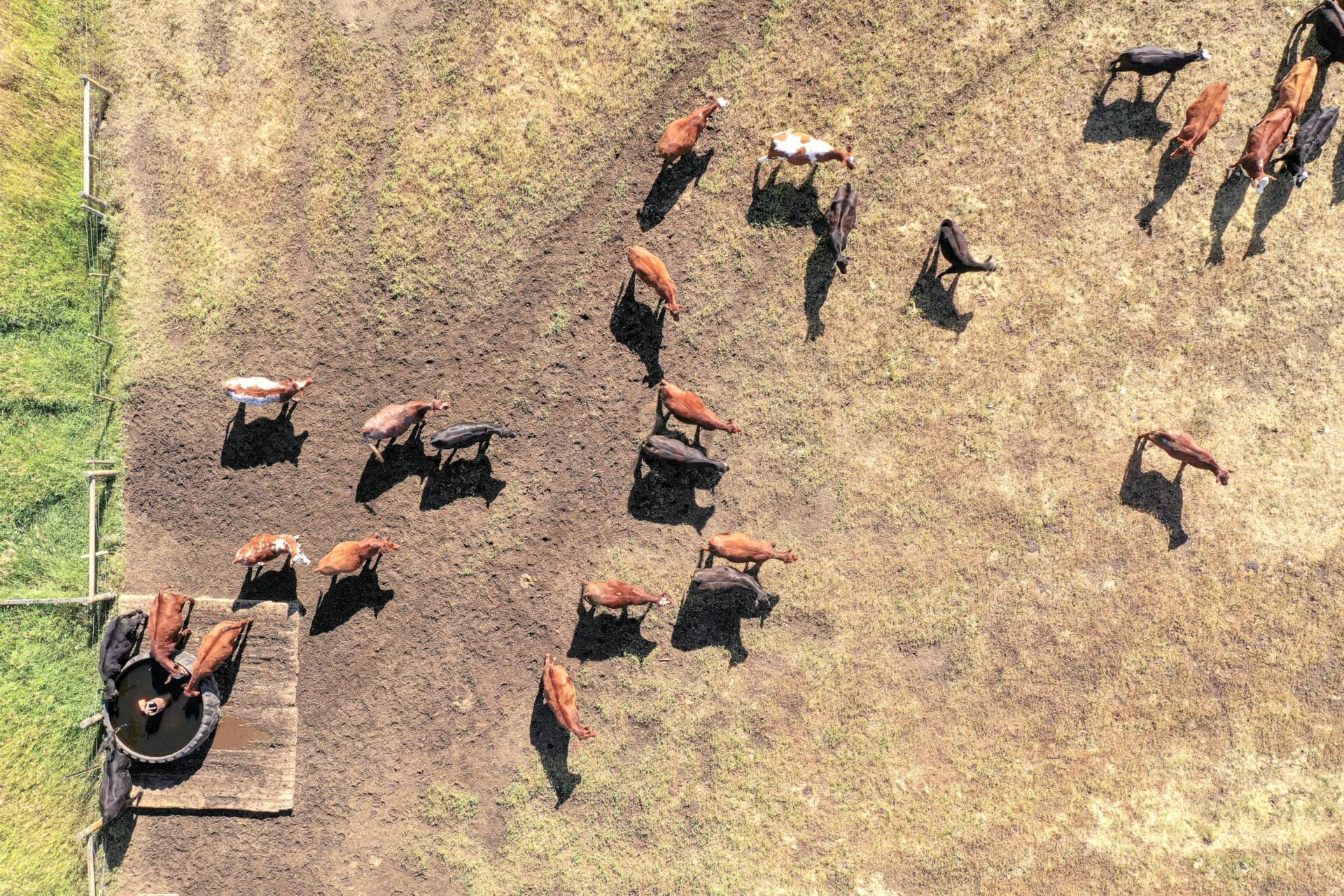 A cattle from the air.