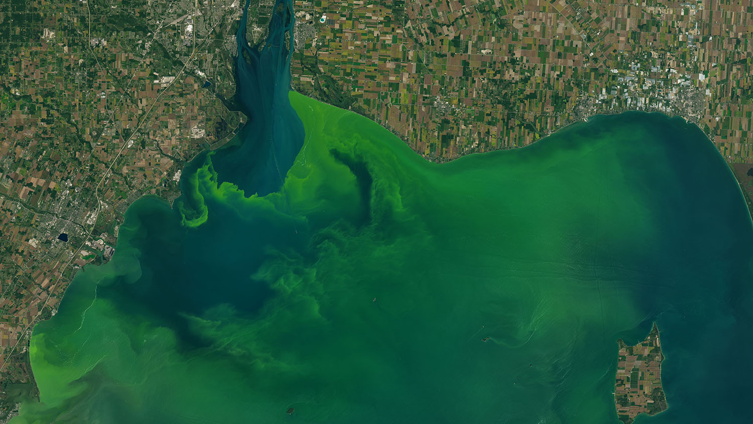 Algal bloom in Lake Erie.