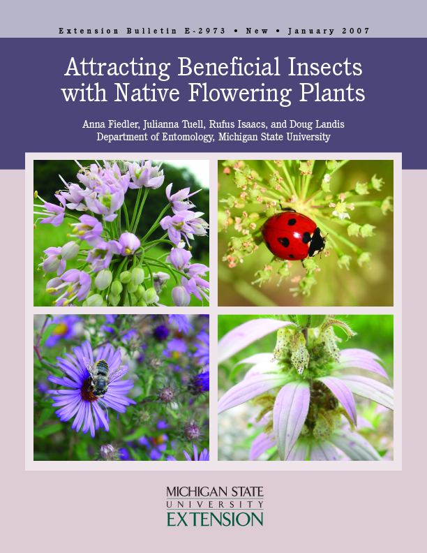 attracting-beneficial-insects-with-native-plants
