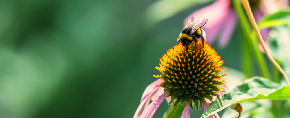 Biodiversity on ALUS projects flowers-of-echinacea-purpurea-and-bumblebee