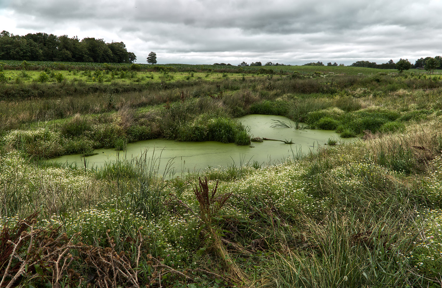 Wetland, ALUS Elgin