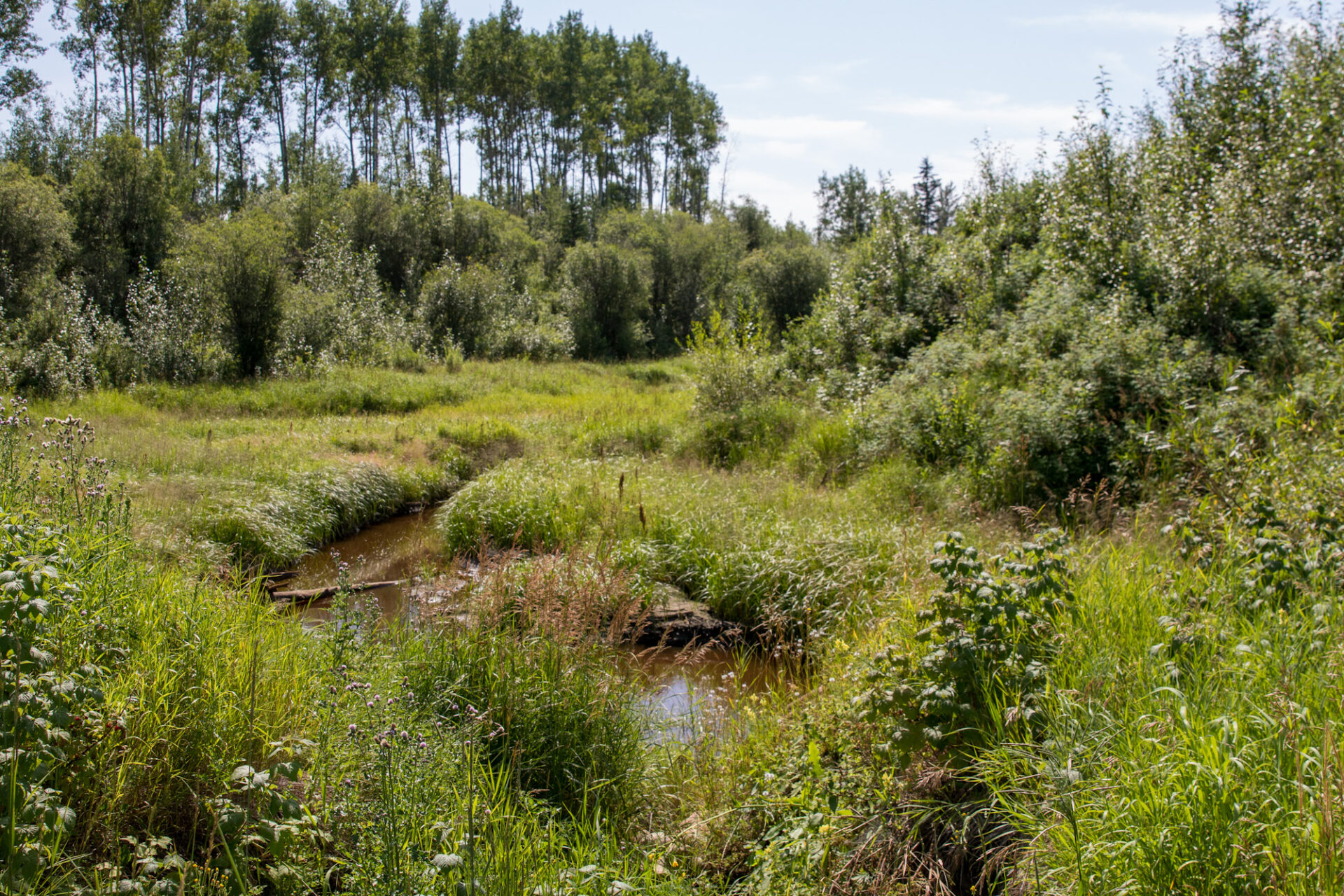 A wetland on the Plihal Farm in Northern Sunrise, Alberta.