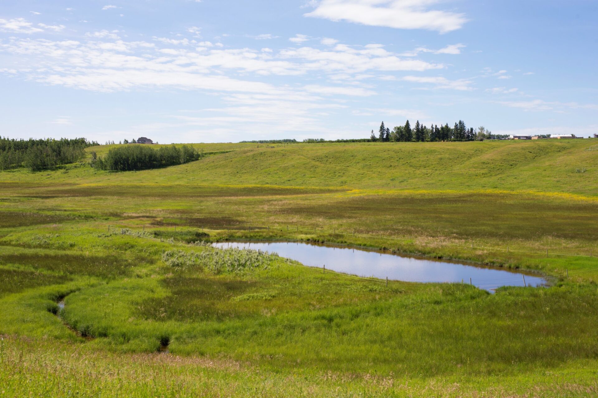 A wetland in ALUS Parkland, Alberta.