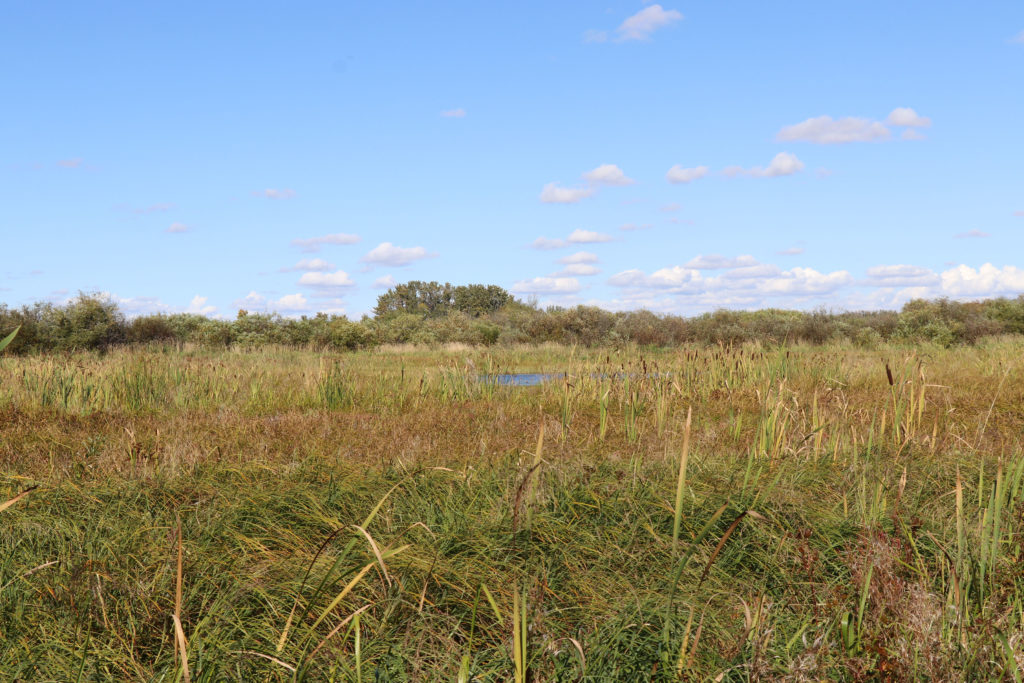 Wetland in a field.