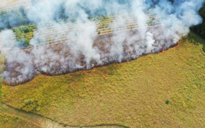 Using Fire to Restore a Tallgrass Prairie in Middlesex County, ON