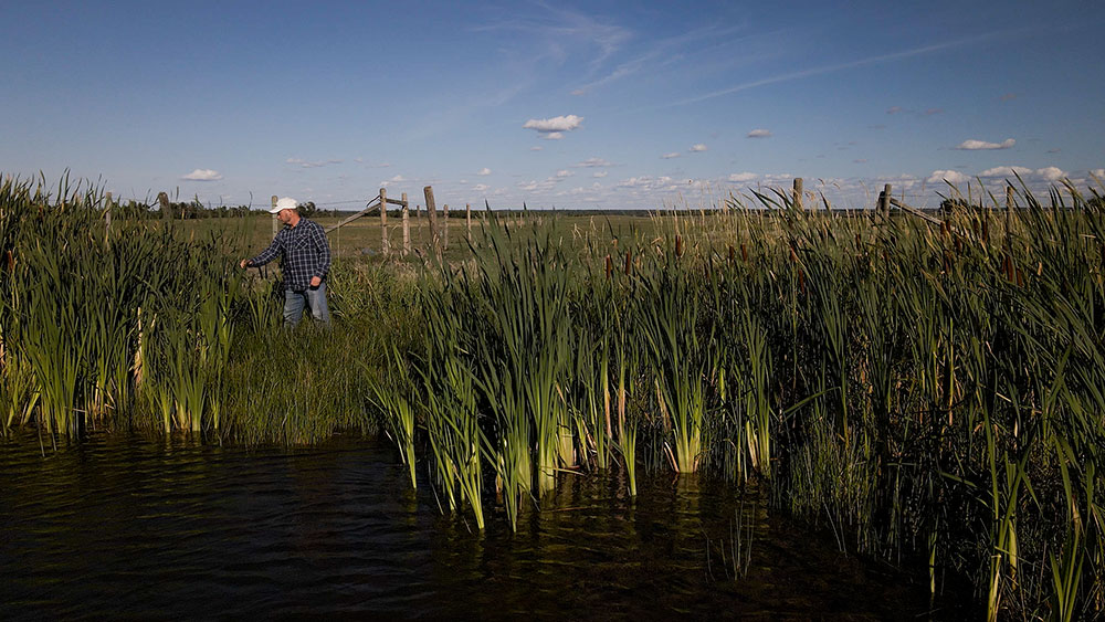 Farmer stands in tall grass on edge of wetland