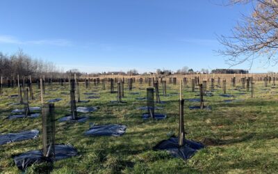 ALUS s’associe à Albo Climate pour tirer parti de la télédétection et de l’apprentissage automatique afin de quantifier le carbone pour Projet New Acre