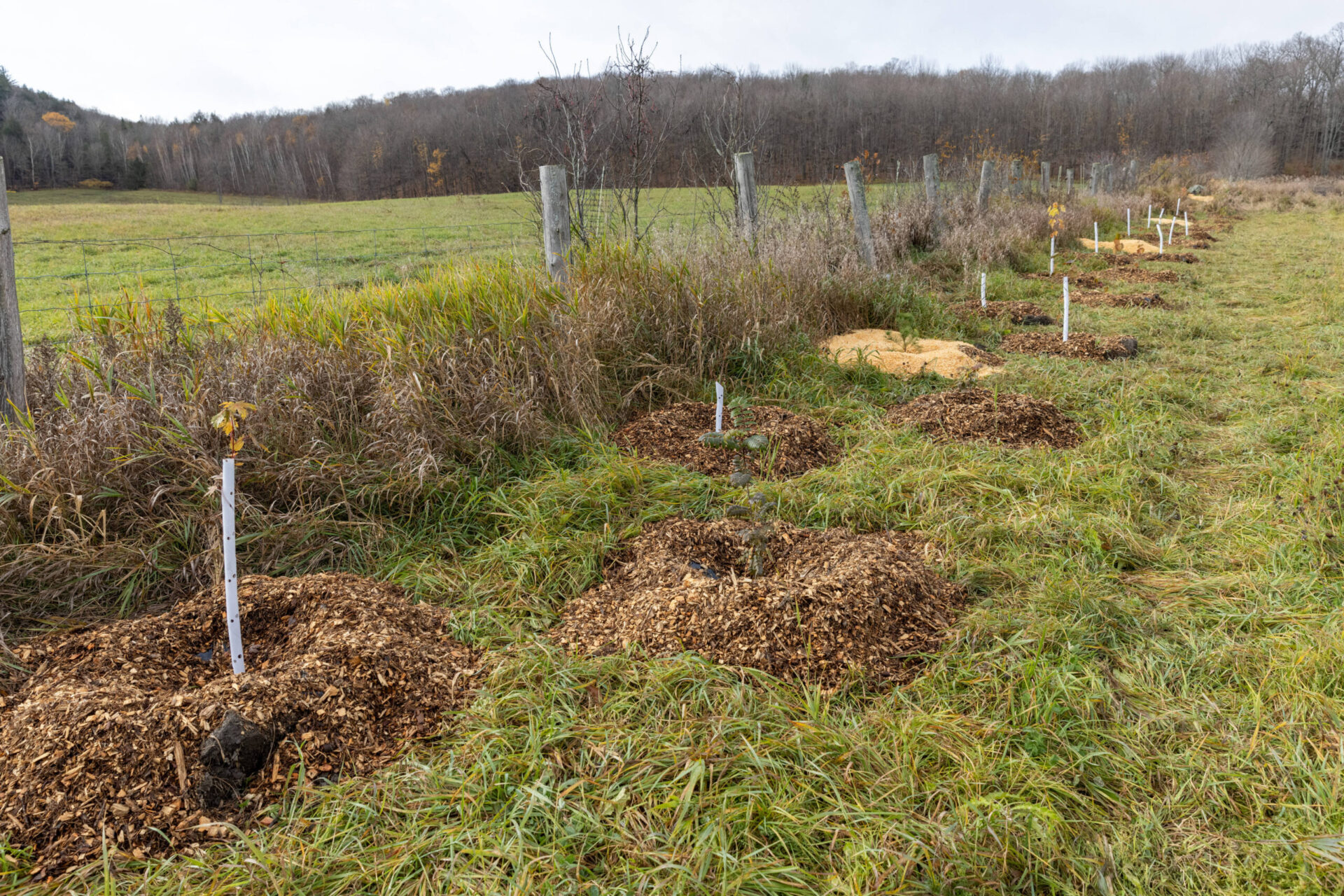 Row of newly planted tree saplings in a field along a fence
