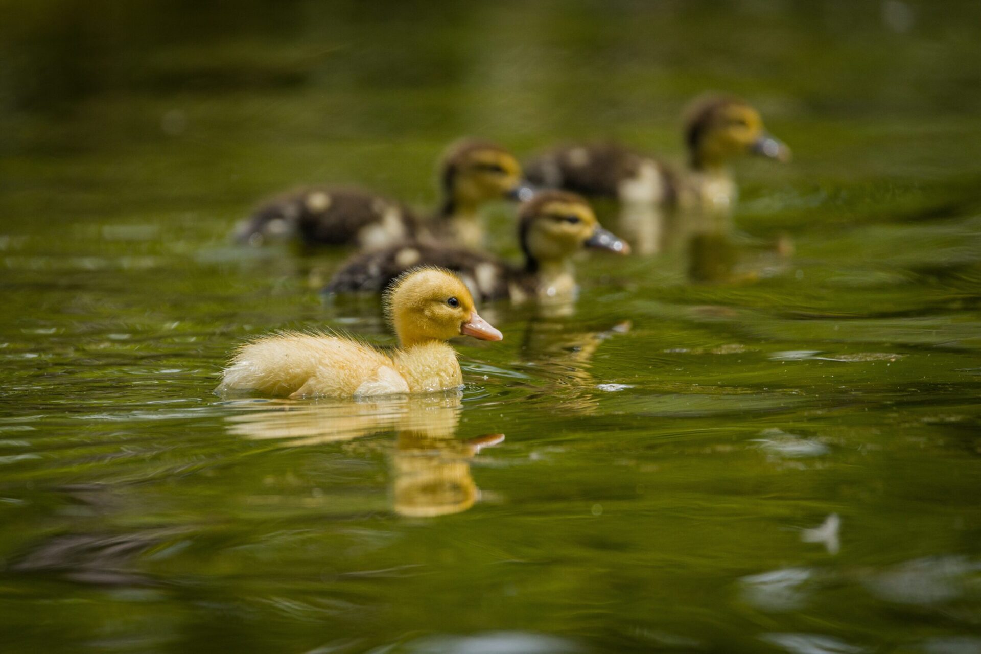 Many Ducklings Swimming in the Water