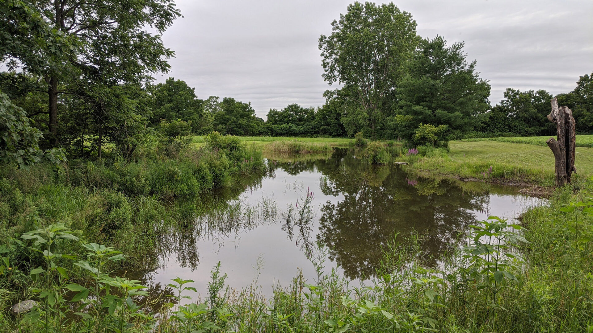 A functioning wetland ecosystem on a farm in Middlesex County.