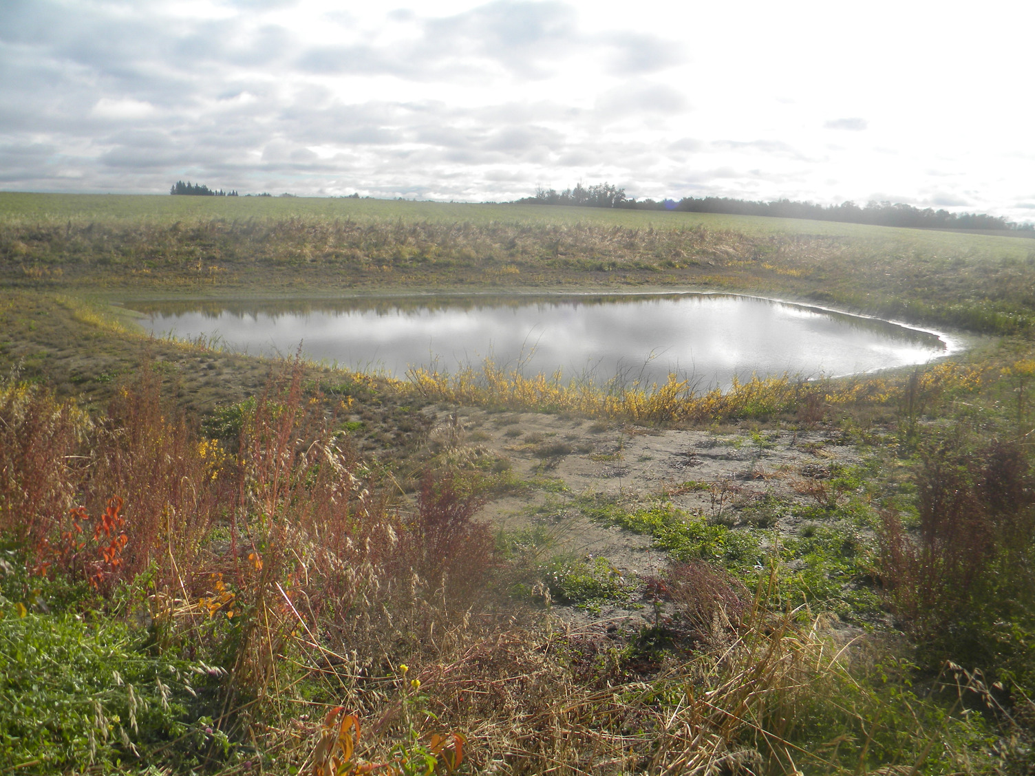 ALUS Parkland Wetland Before/After 2024.