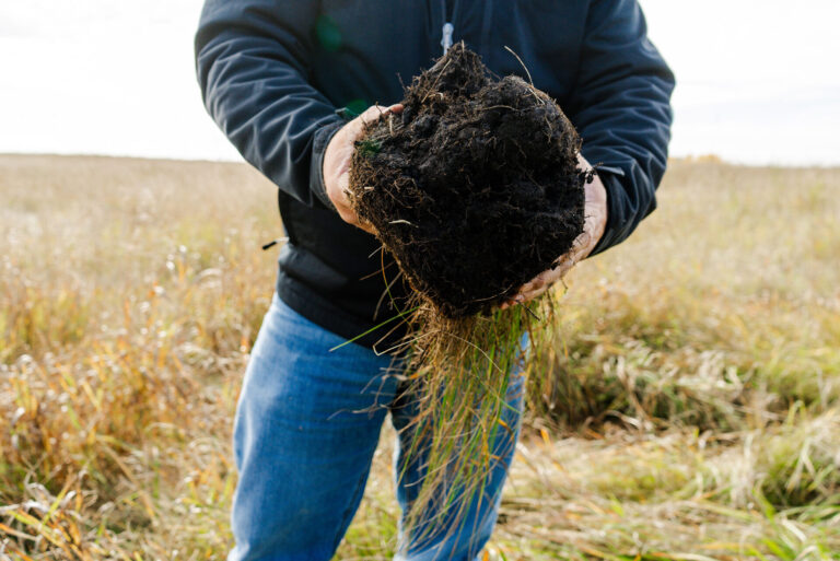 A Growing Roots participant shows the density of root structures at their project site. Dense root systems support soil health, water retention and can benefit biodiversity. Photo Credit: ALUS/JP Media