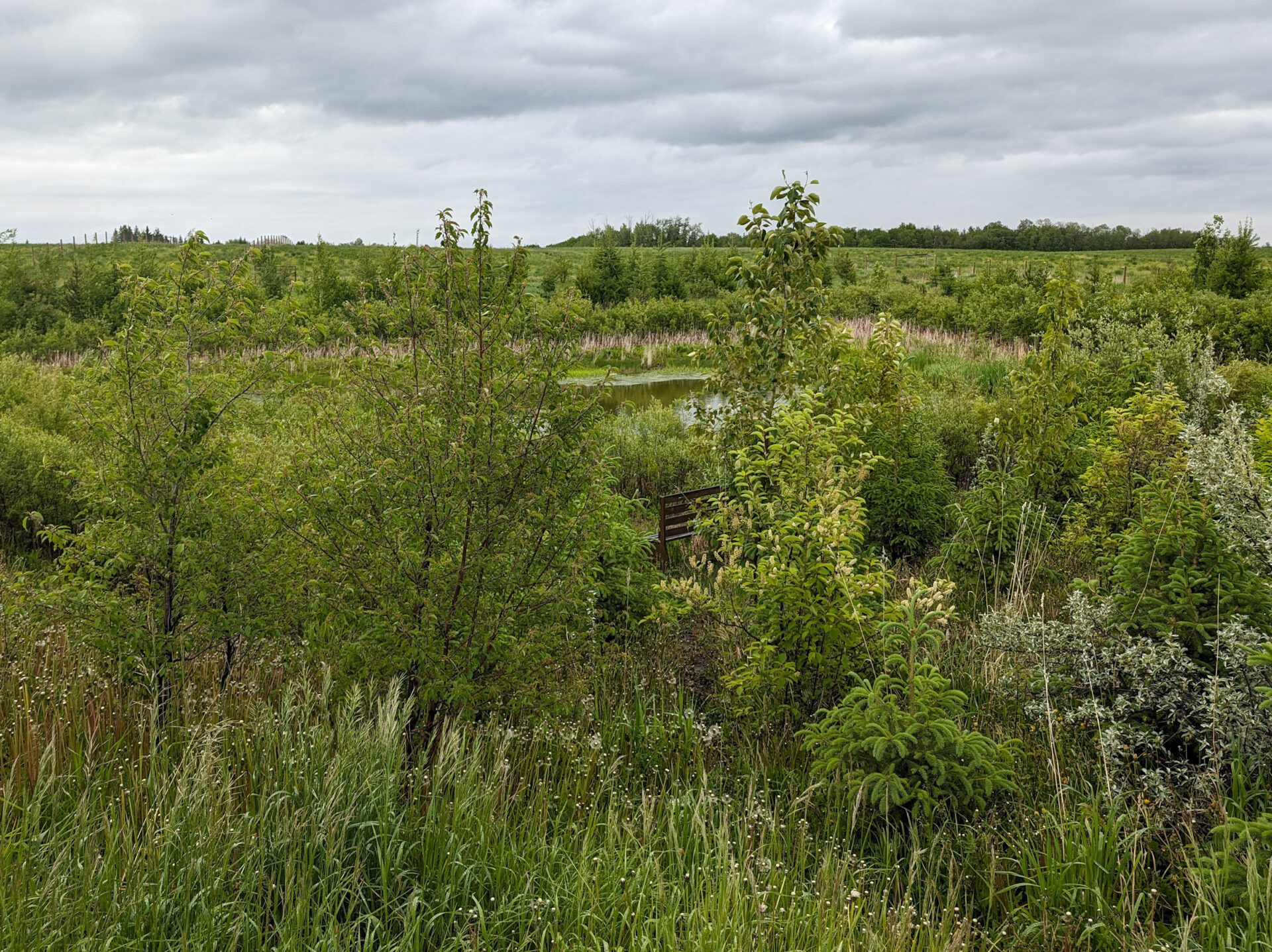 ALUS Parkland Wetland Before/After 2024.