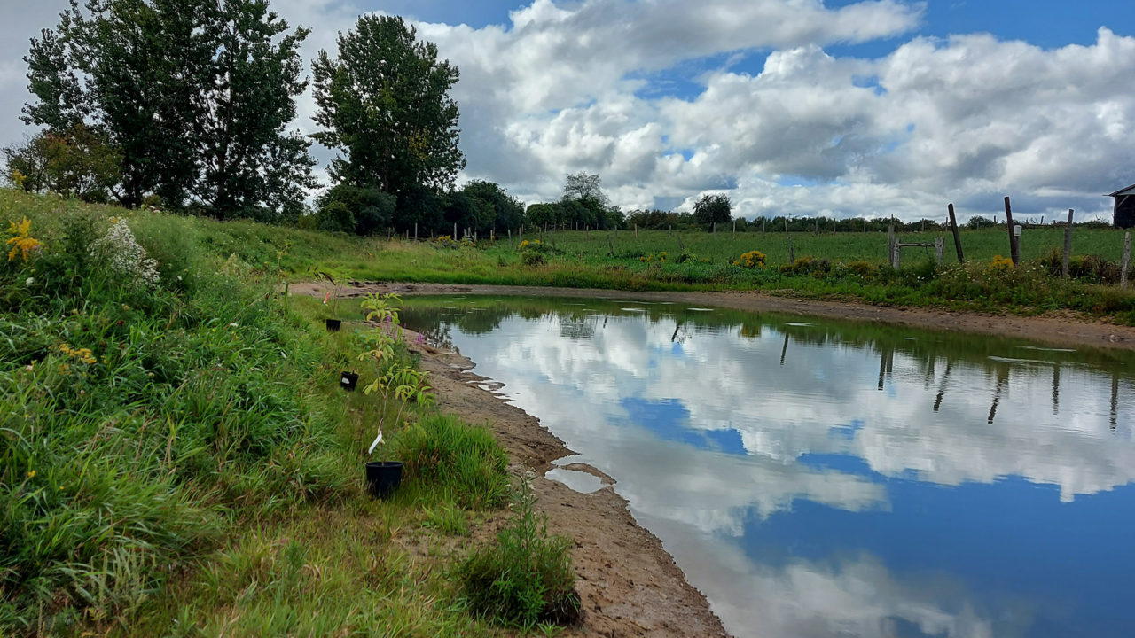 New Pond Riparian Area Planting 2BT