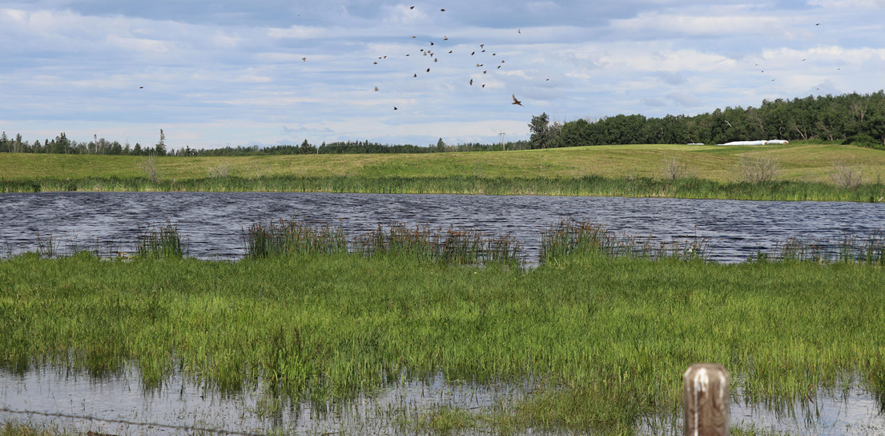 wetland-fencing-and-wildlife-ALUS IMG_2354