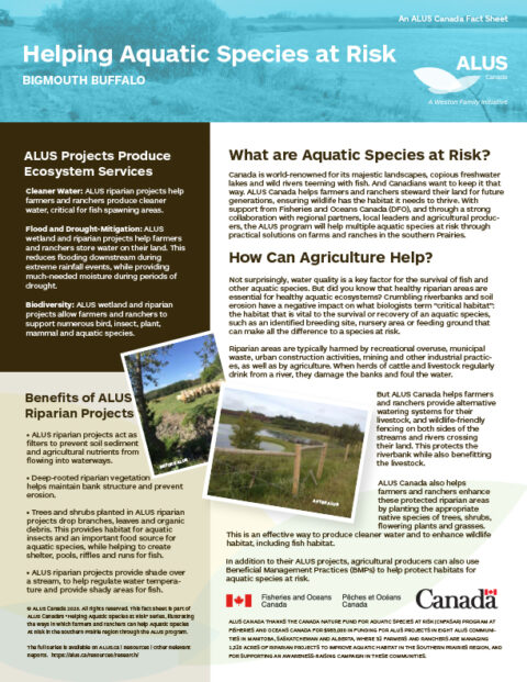 ALUS-DFO-fact-sheet-Bigmouth-Buffalo-lores