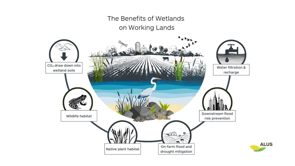 wetland-benefits-infographic