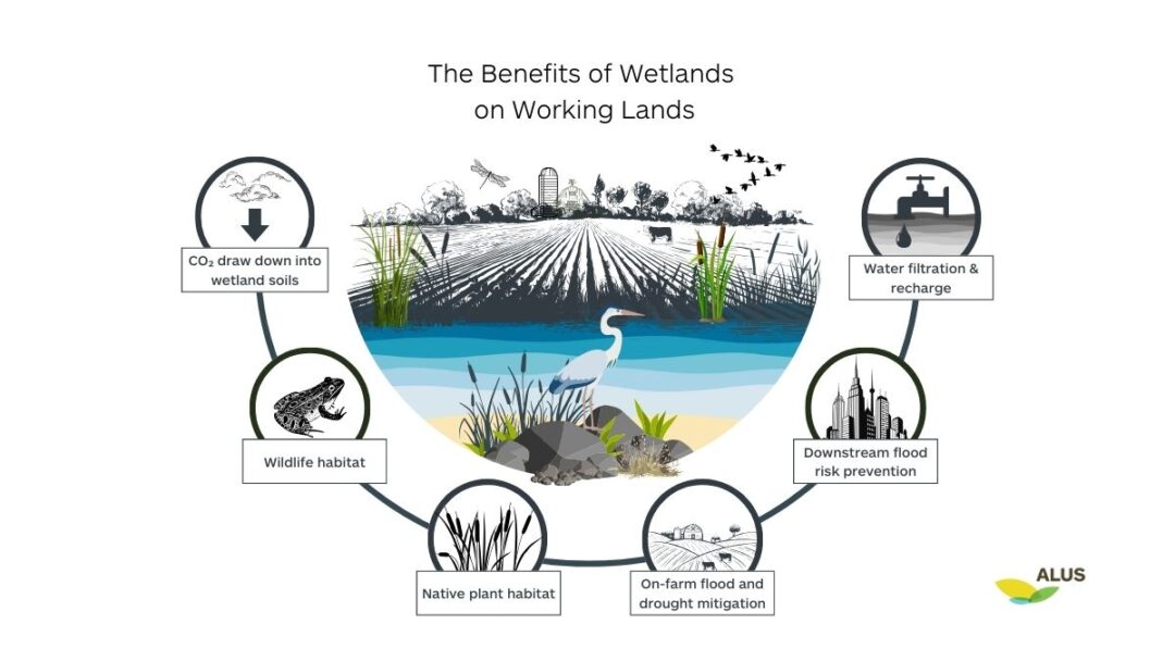 Diagram of the benefits of wetlands on working lands. CO2 draw down into wetland soils, wildlife habitat, native plant habitat, on-farm flood and drought mitigation, downstream flood risk prevention, water filtration and recharge.