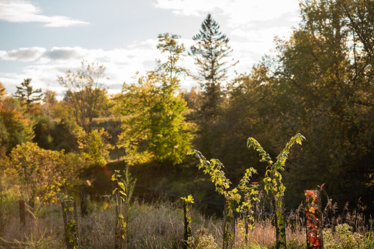 Newly planted trees in Quebec