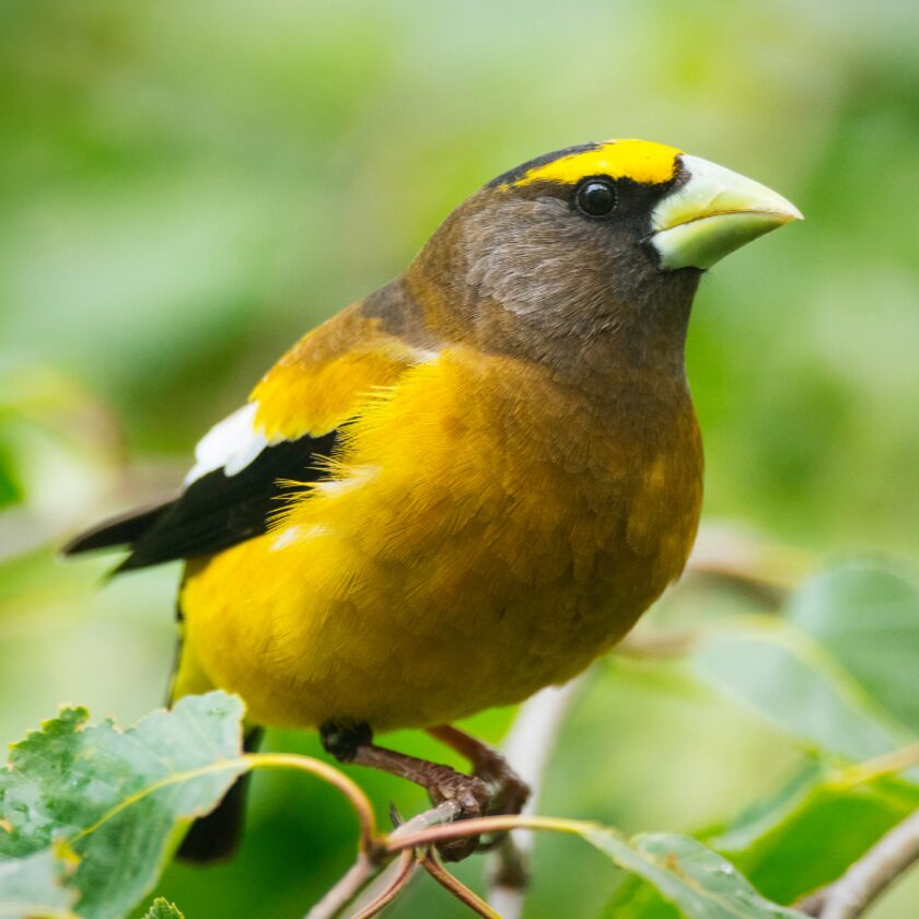 1x1_Male-bobolink-by-Donna-Giberson-pixlr