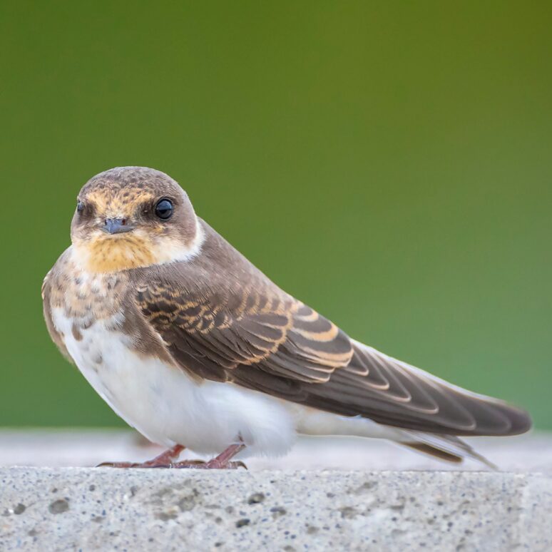 1x1_Male-bobolink-by-Donna-Giberson-pixlr