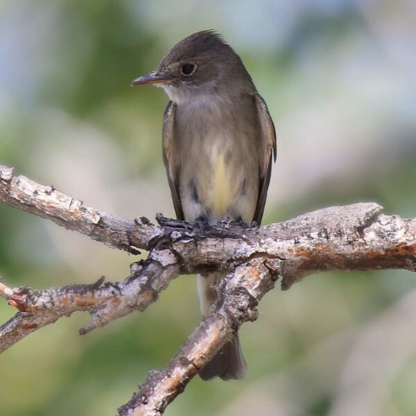 1x1_Male-bobolink-by-Donna-Giberson-pixlr