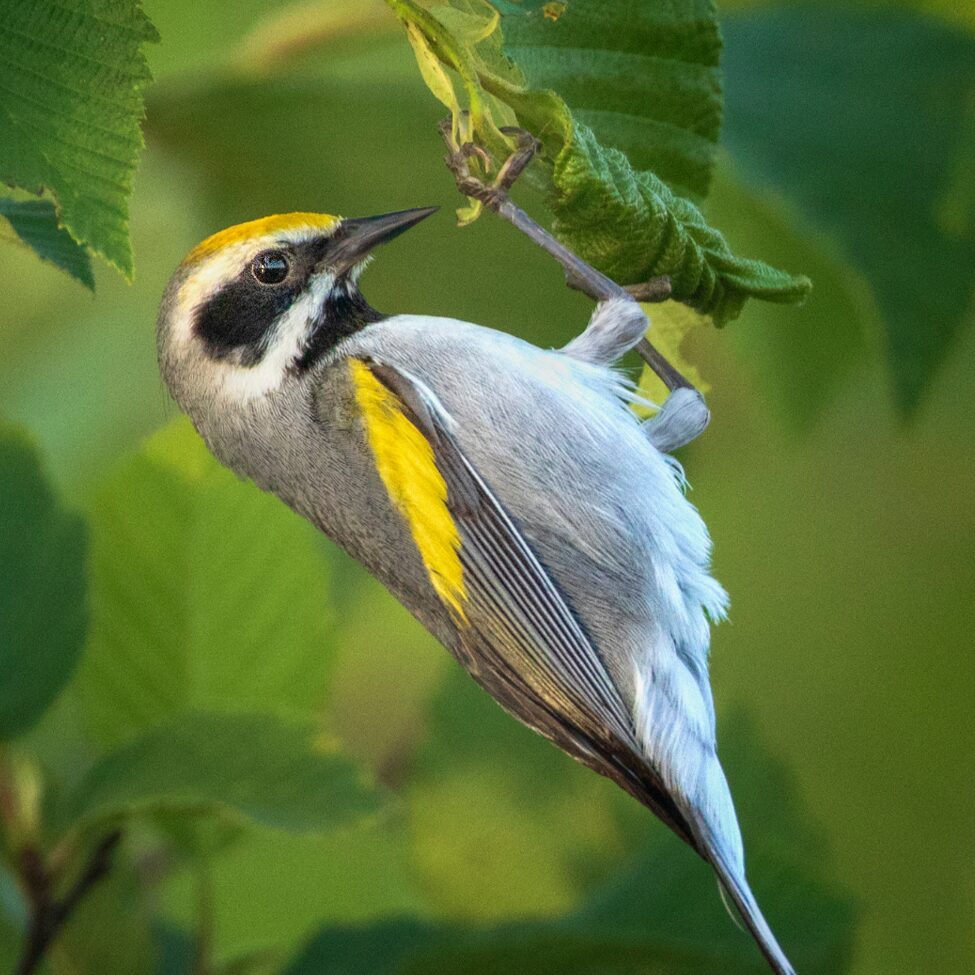 1x1_Male-bobolink-by-Donna-Giberson-pixlr