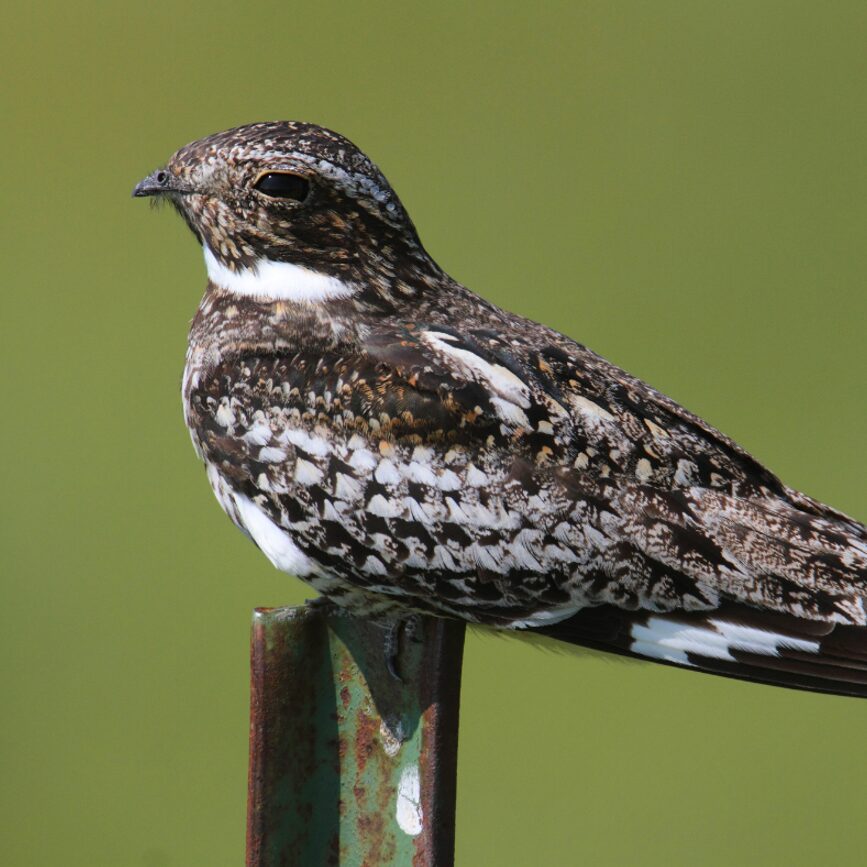1x1_Male-bobolink-by-Donna-Giberson-pixlr