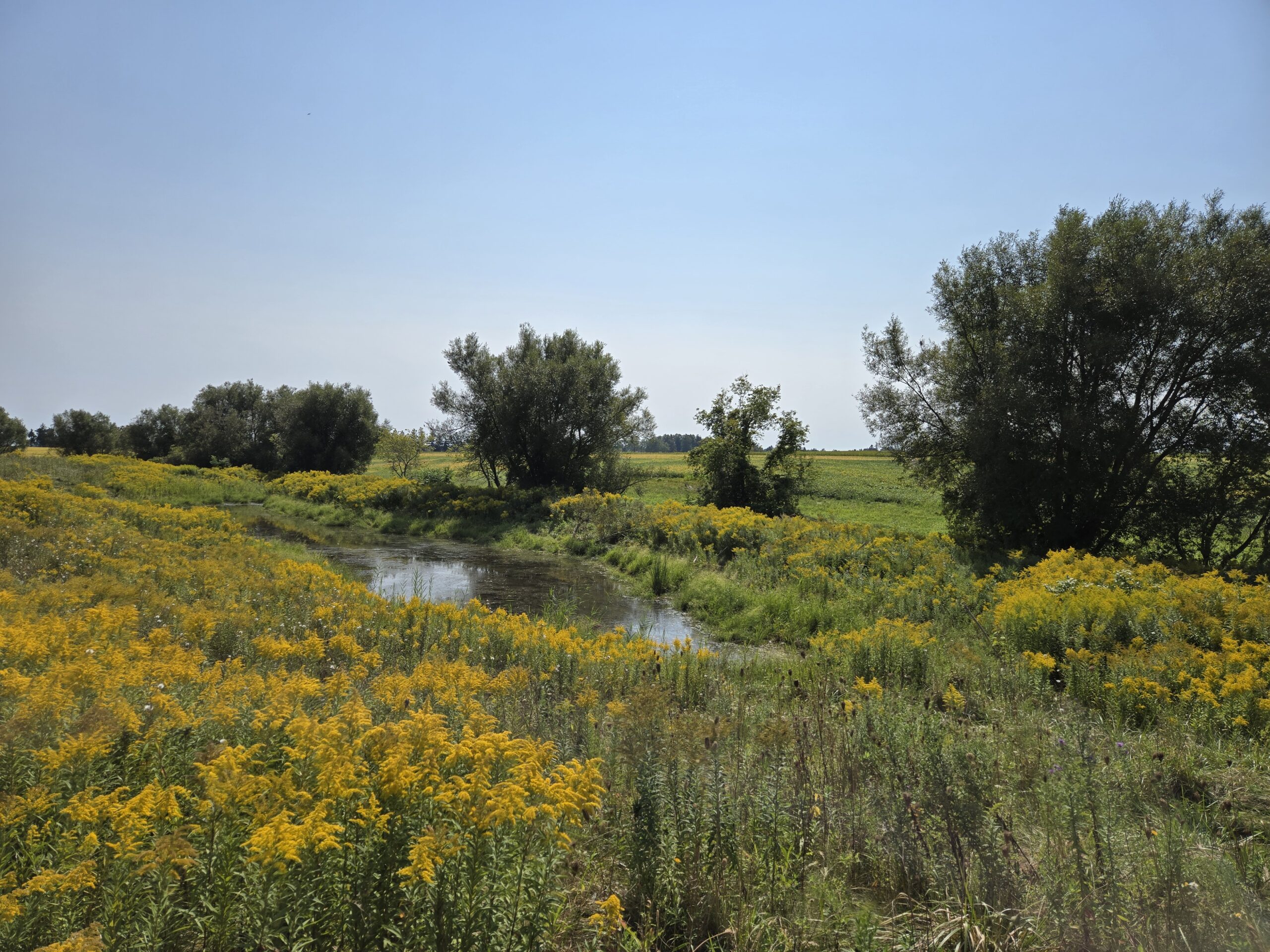 Zone humide aménagée chez Jonathan Brinkman, membre du CAP d’ALUS à Chatham-Kent.