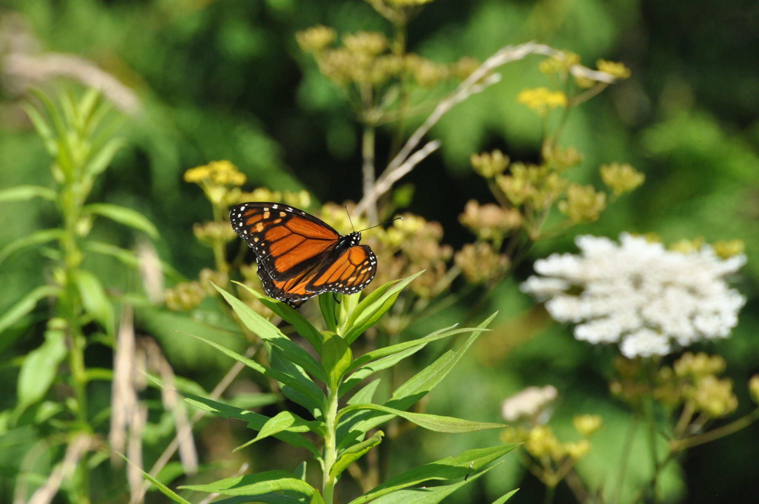 Monarch butterfly at a project site in Middlesex County resting among tallgrass prairie plants.