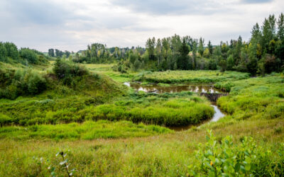 Eight Years of Watershed Resilience: What WRRP Has Meant for Alberta’s Working Landscapes