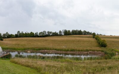 Ontario investment supports farmers restoring habitat for species at risk across 885 acres of farmland