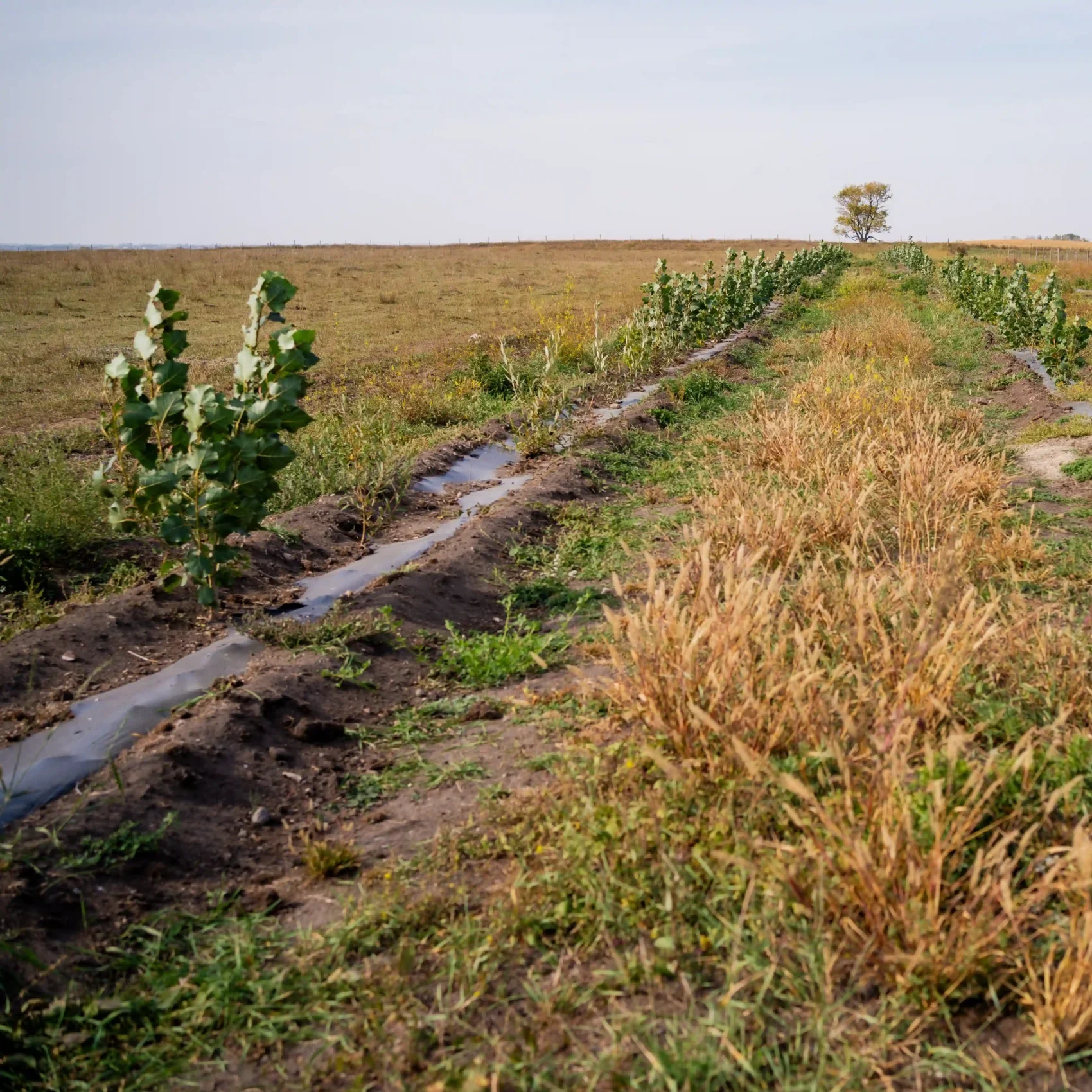 Rows of saplings with older tree in background