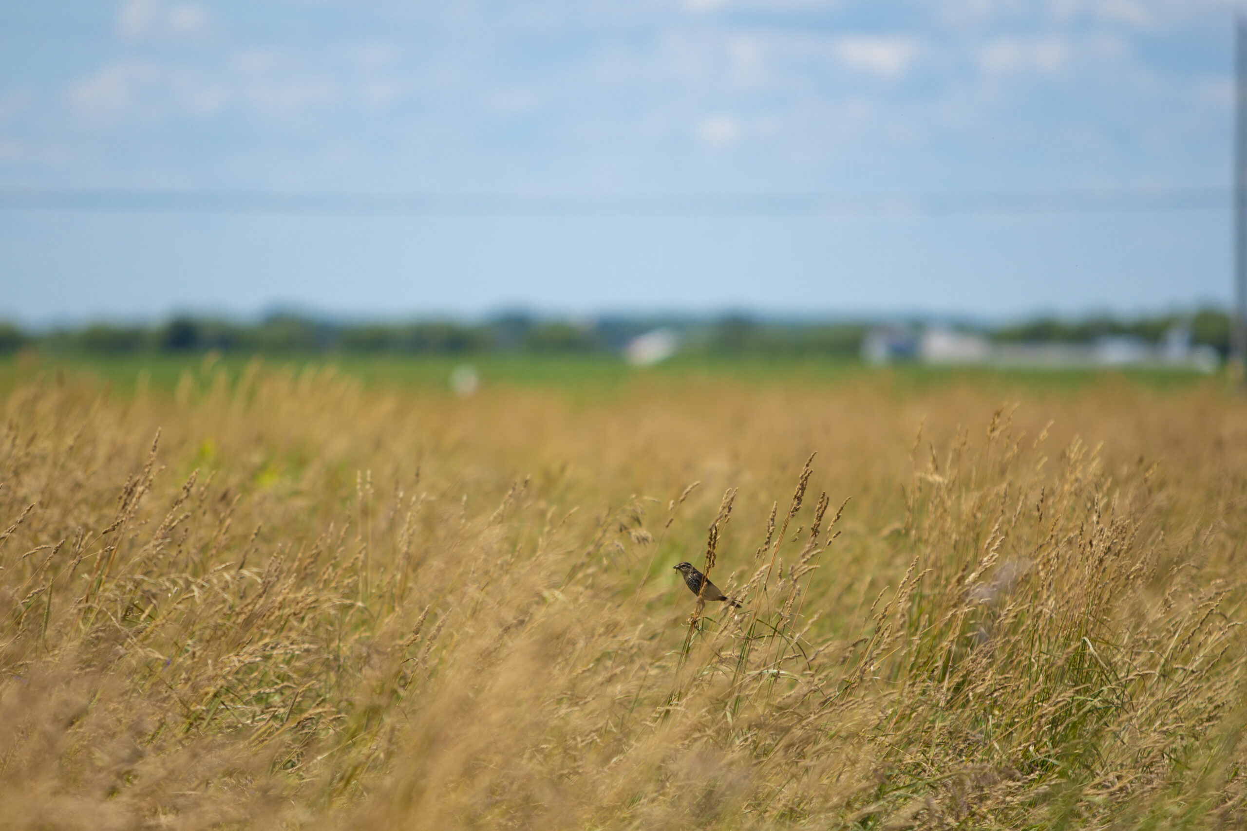 Bobo link in hay field